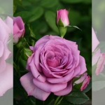 Lavender Flower Circus / Лавендер Фловер Циркус